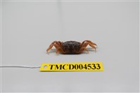 藏品(萬歲大眼蟹)的圖片